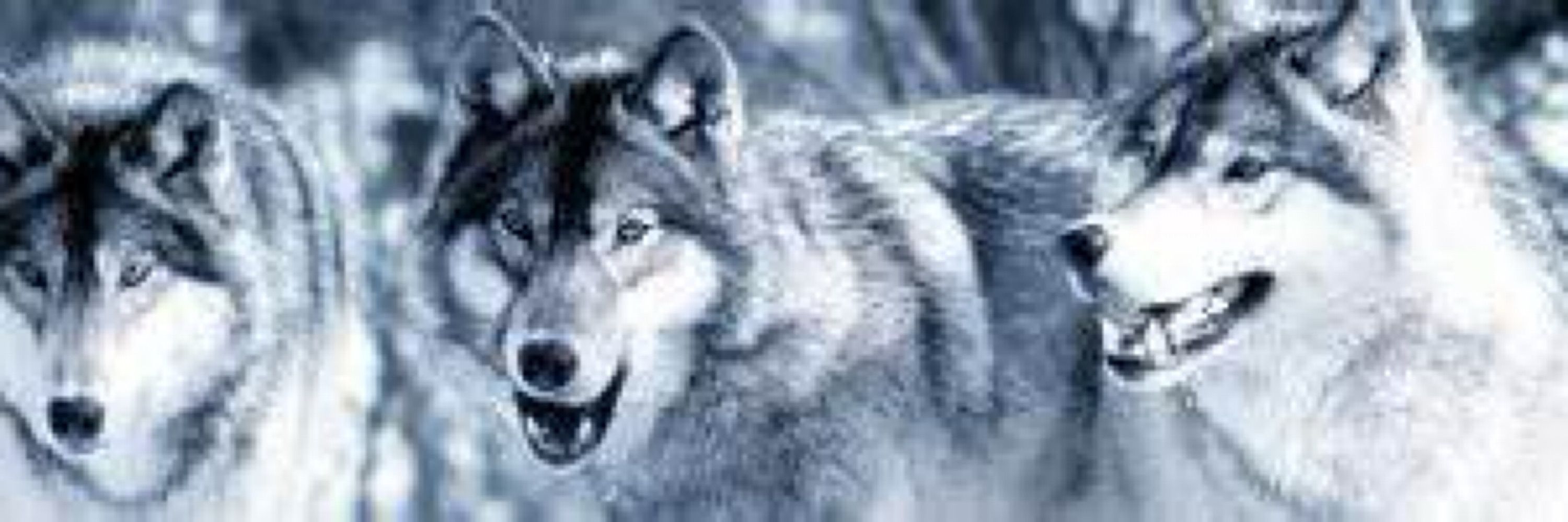 Salt & Pepper Wolf 🐺 (UNK)😎