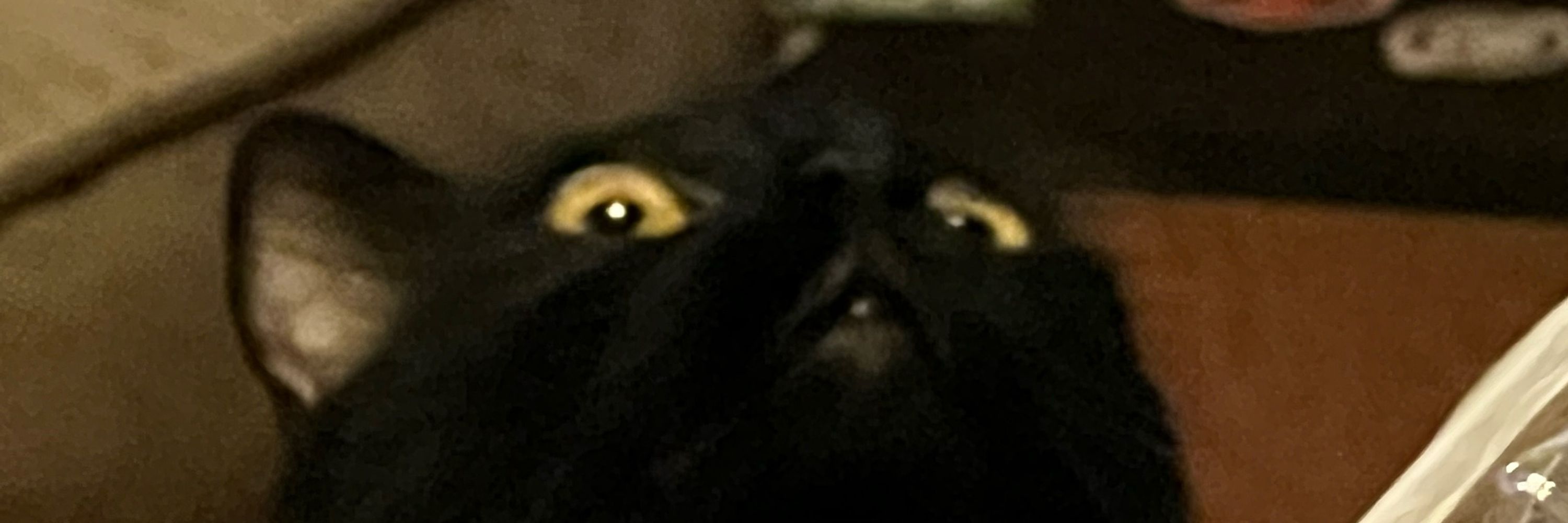 ¯\_(ツ)_/¯