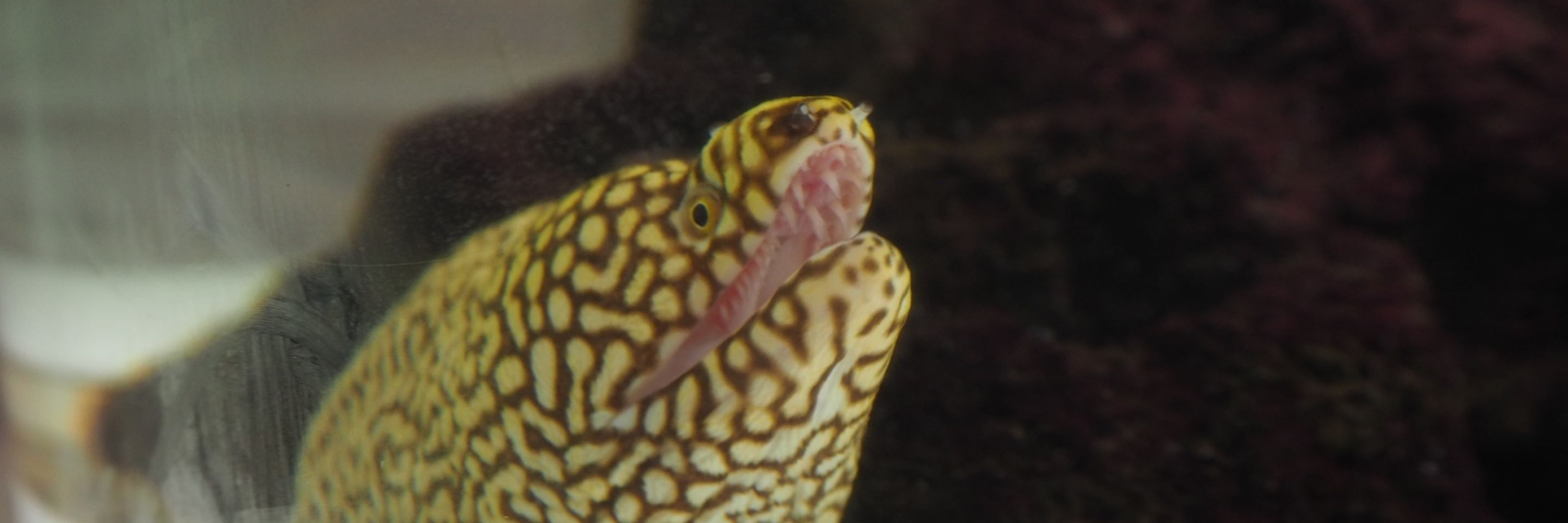 沙