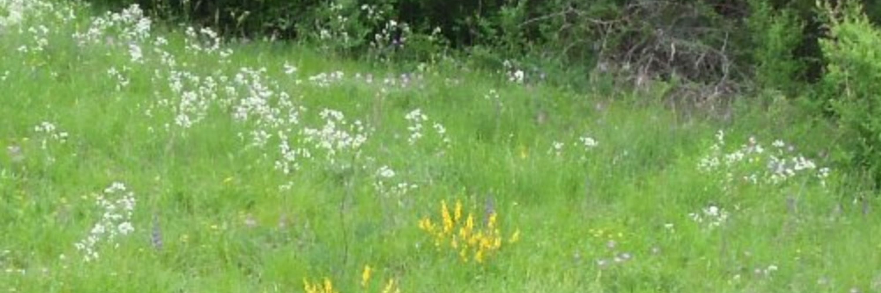 Bunte Wiese Kaiserslautern-Landau