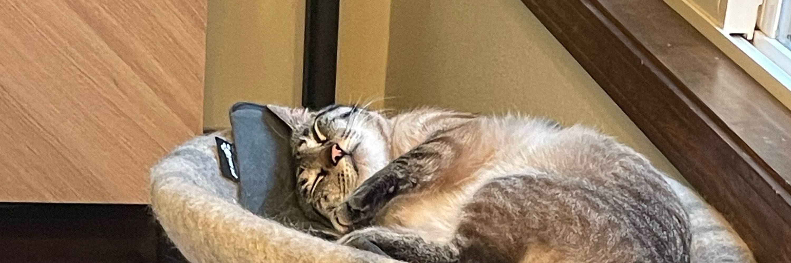 Kat
