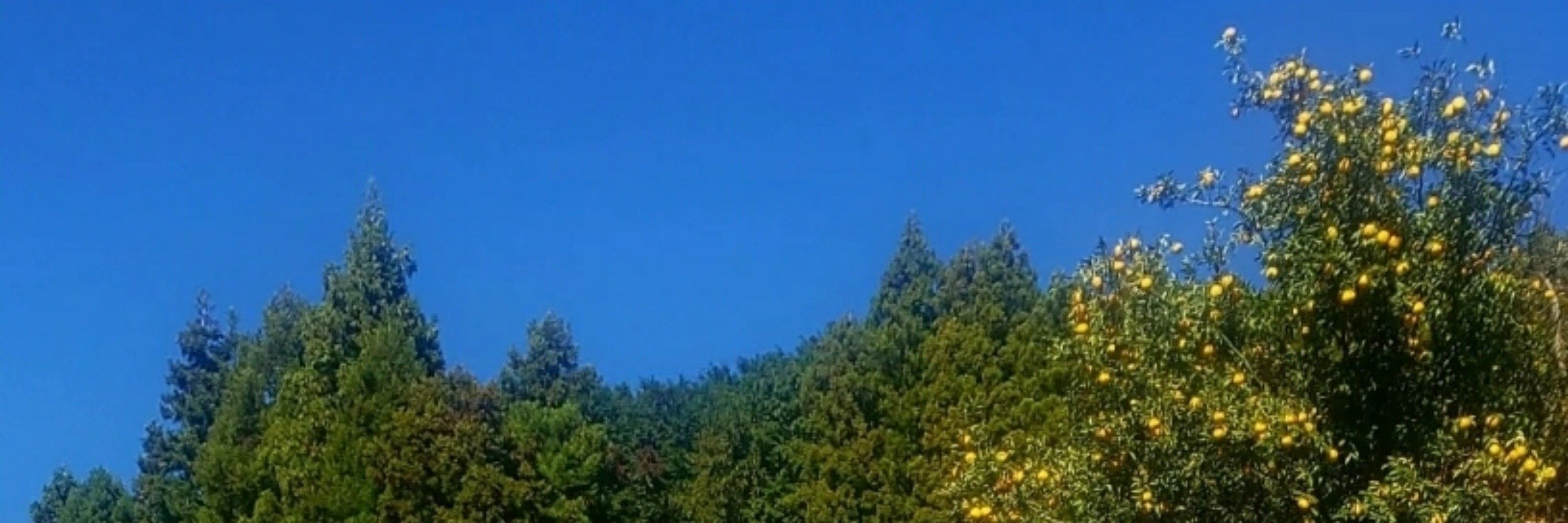 ホーノタツヤ