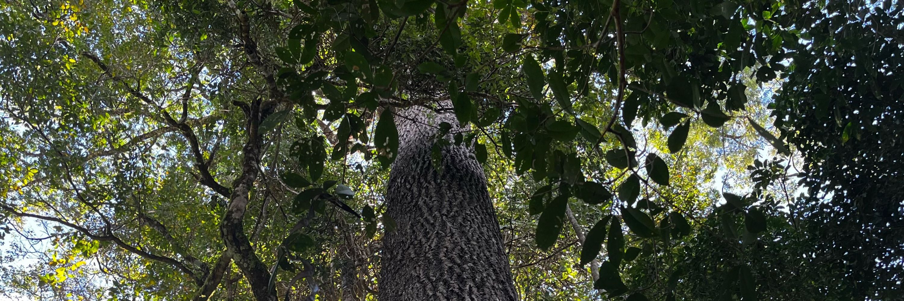 Ovelha Verde