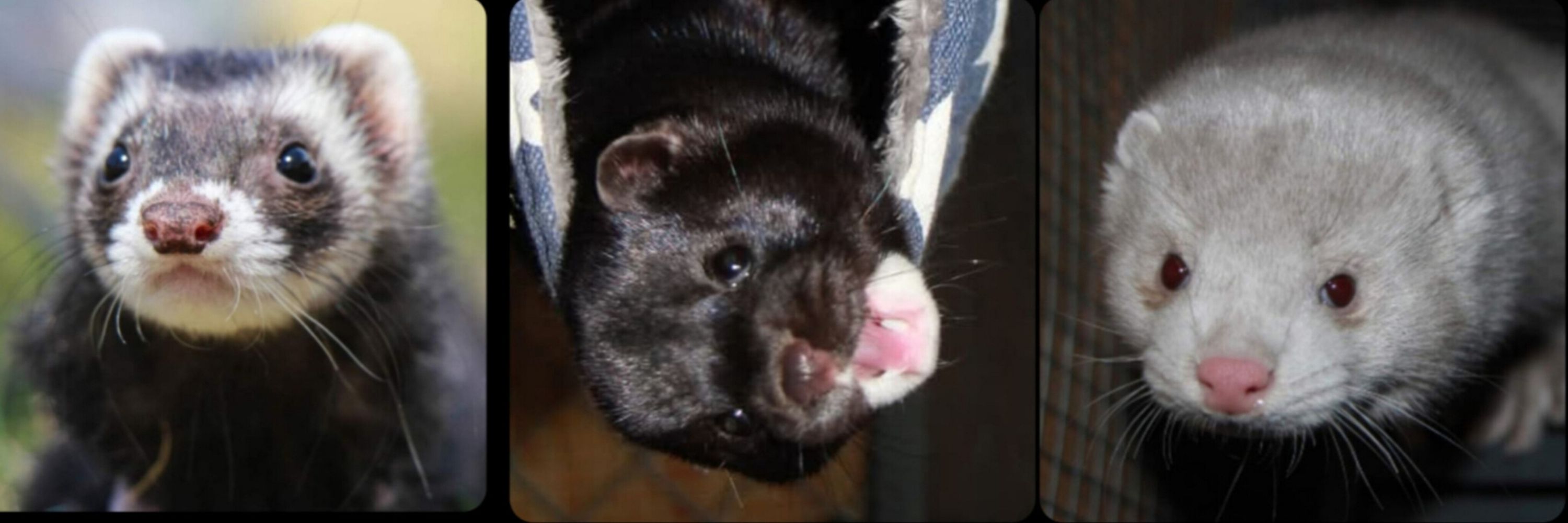 Black Footed Ferret