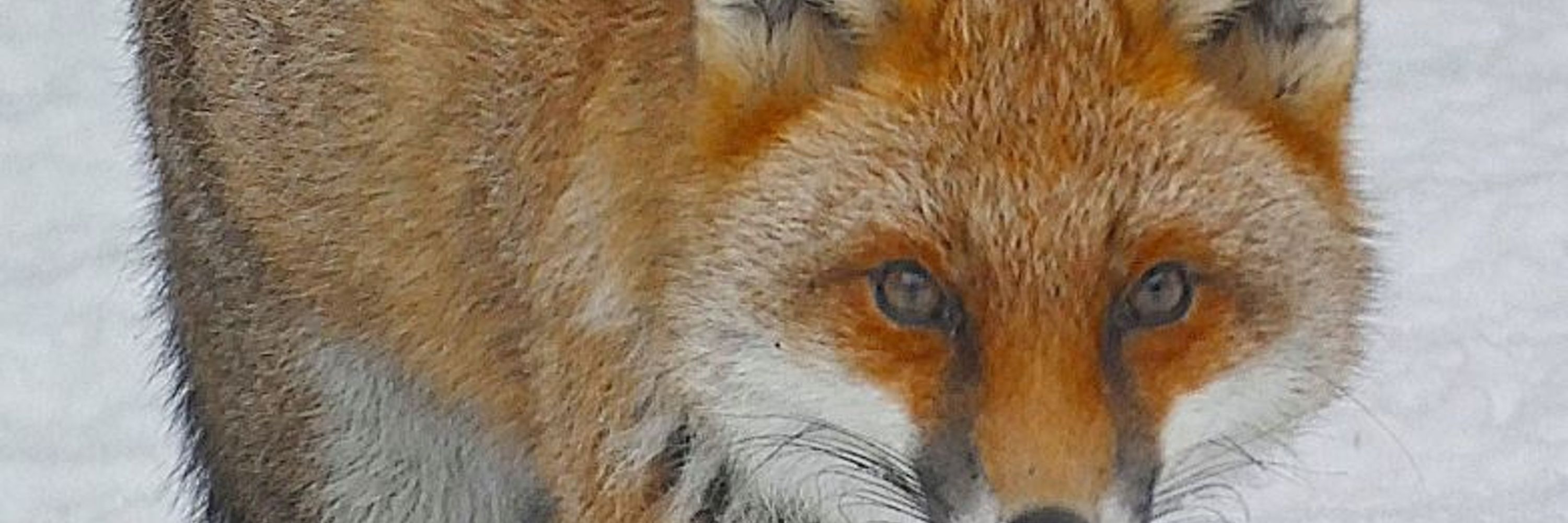 foxy eyes