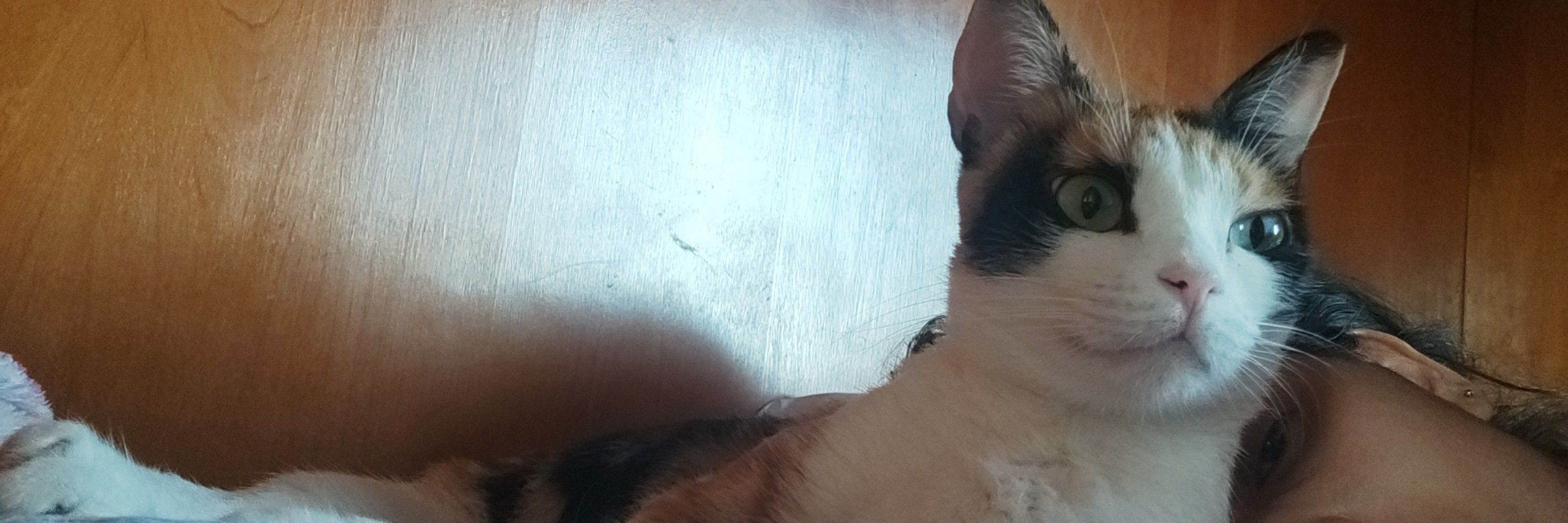 Clissa