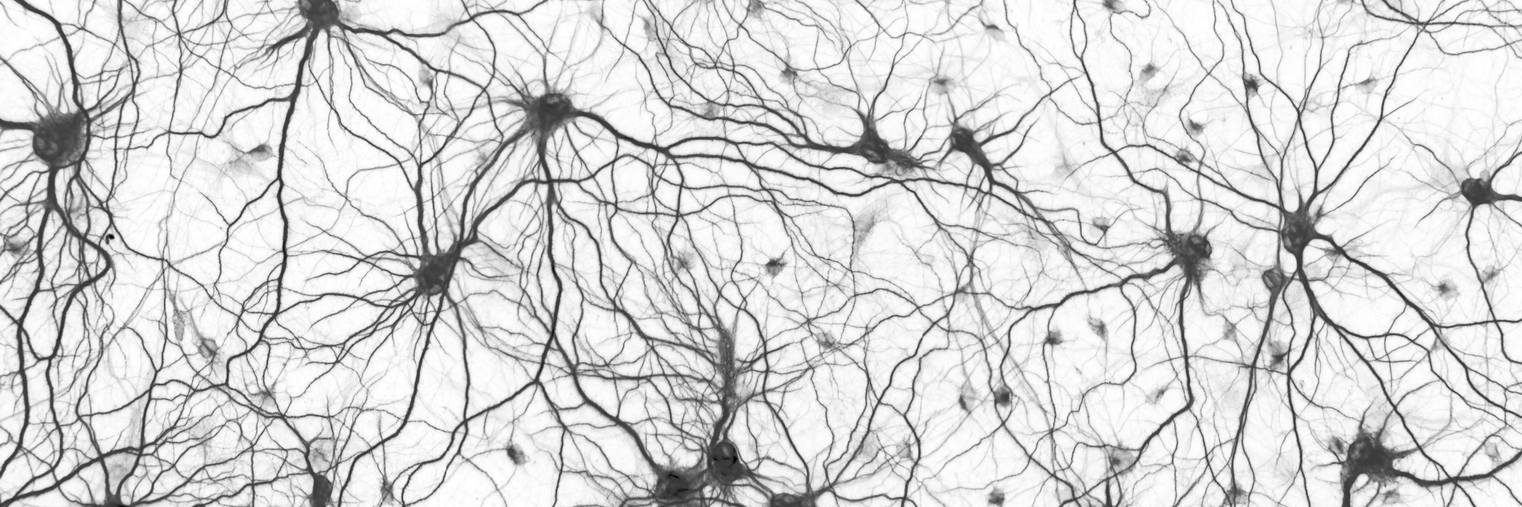 OneNeuro Initiative