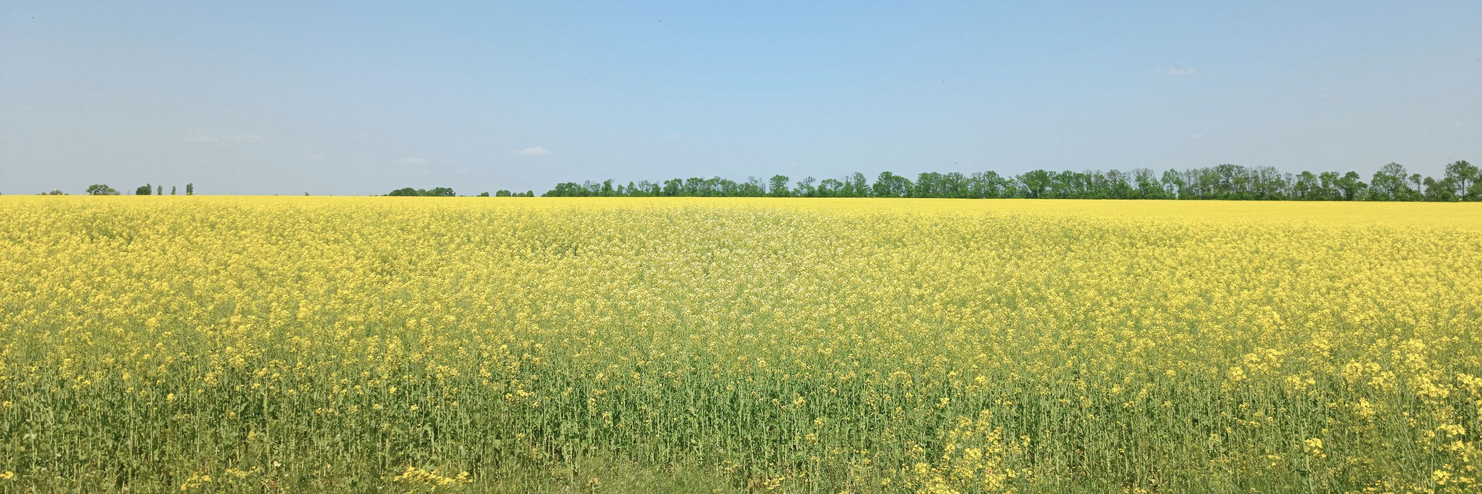 kozovoy
