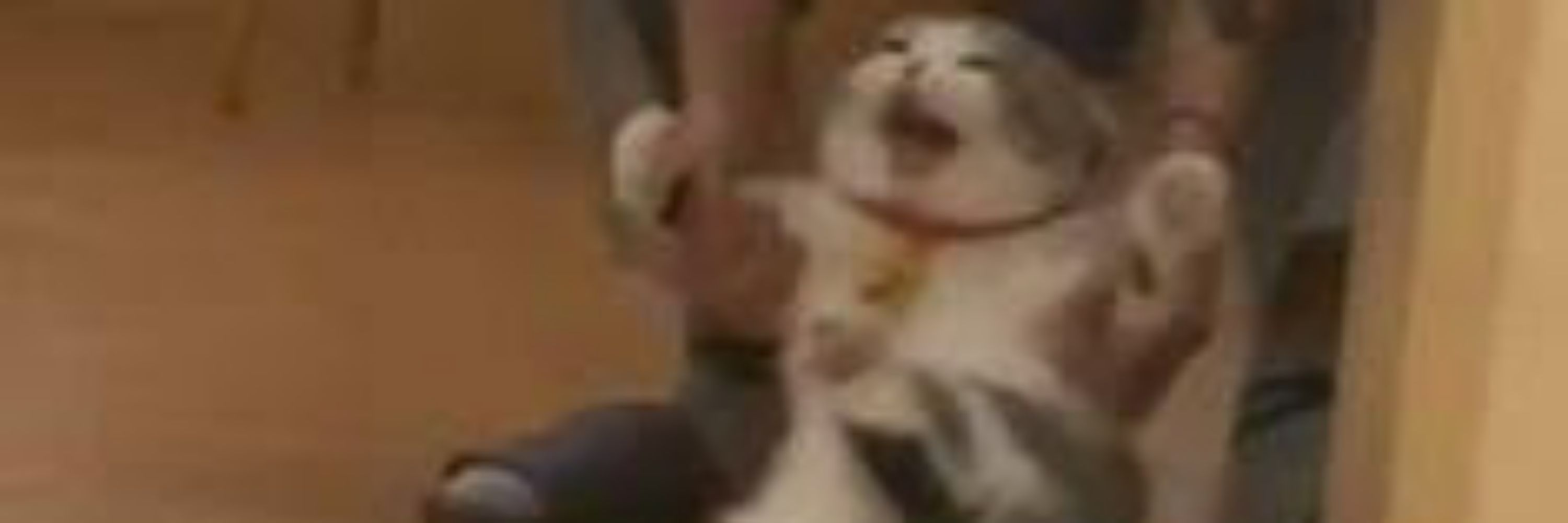 Shifu