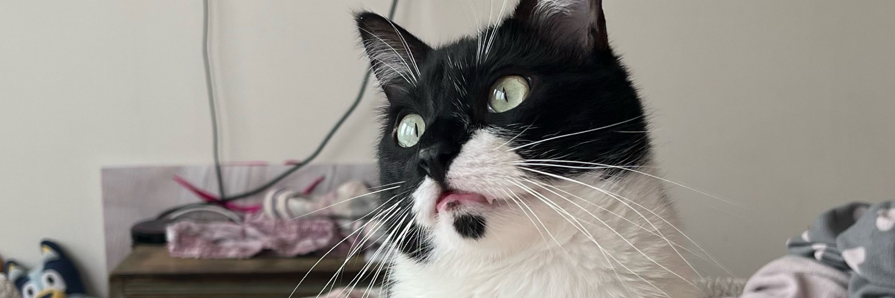 LaLocaDeLosGatos