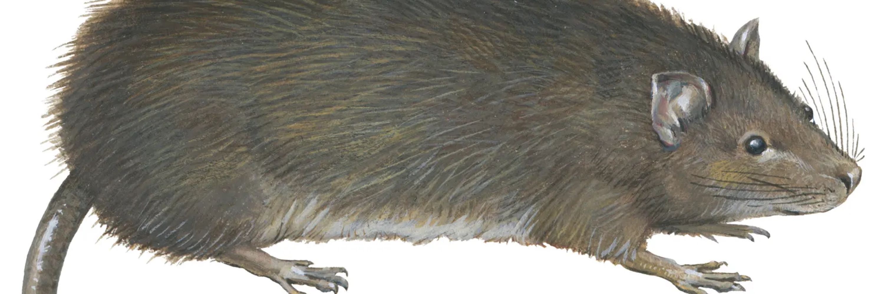 rat