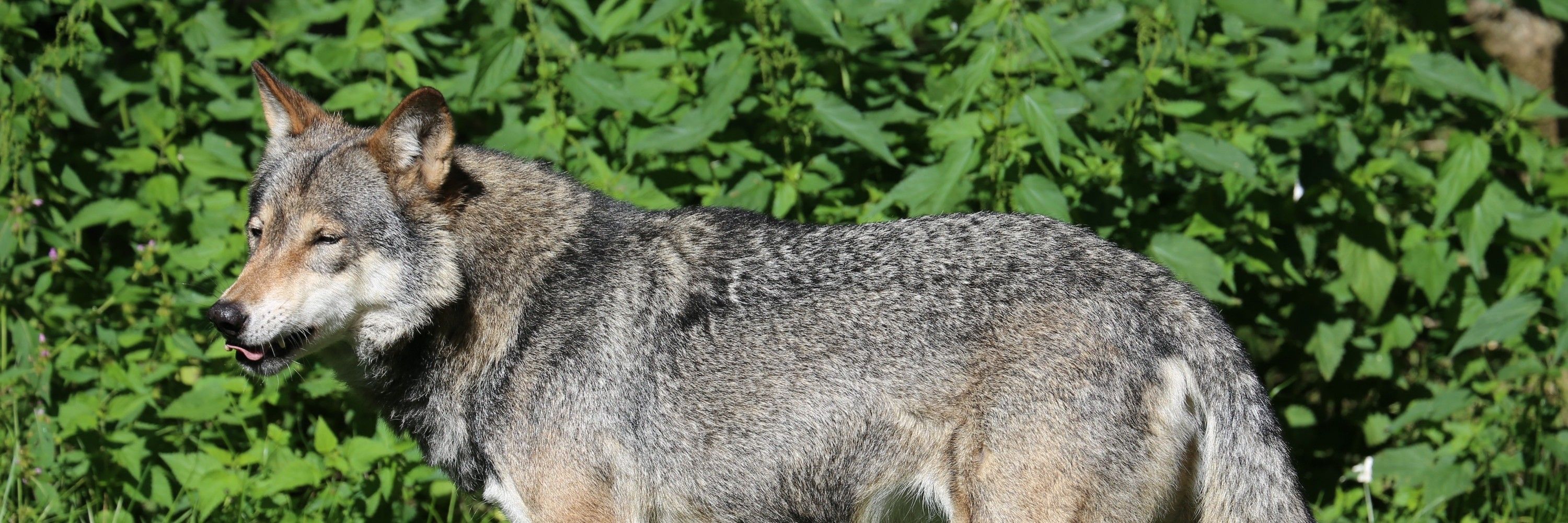 RAVENE/ラベネ🐺
