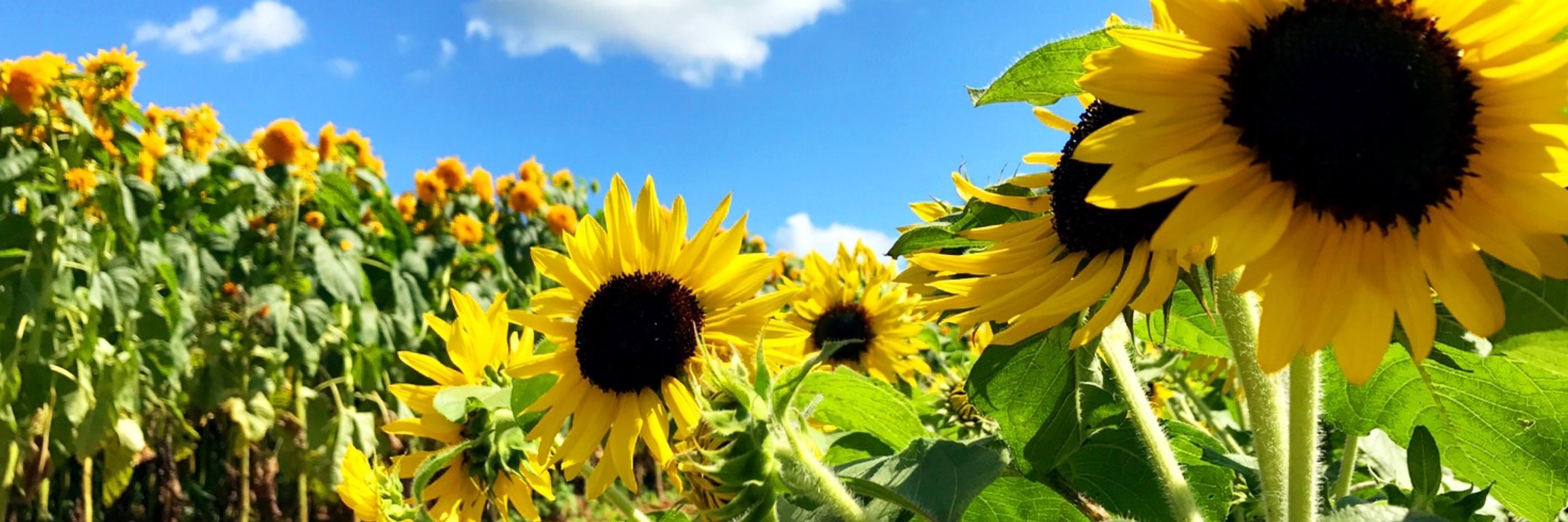 ひまわり🌻´-