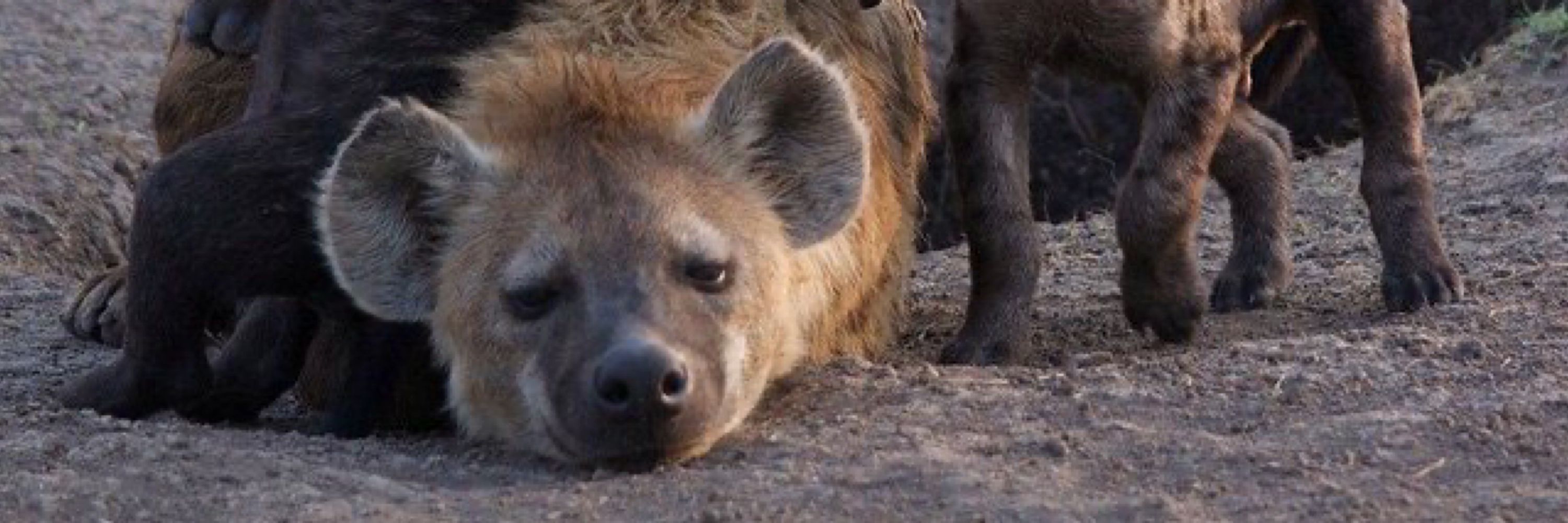 CDHyena🧡🖤🧡🖤