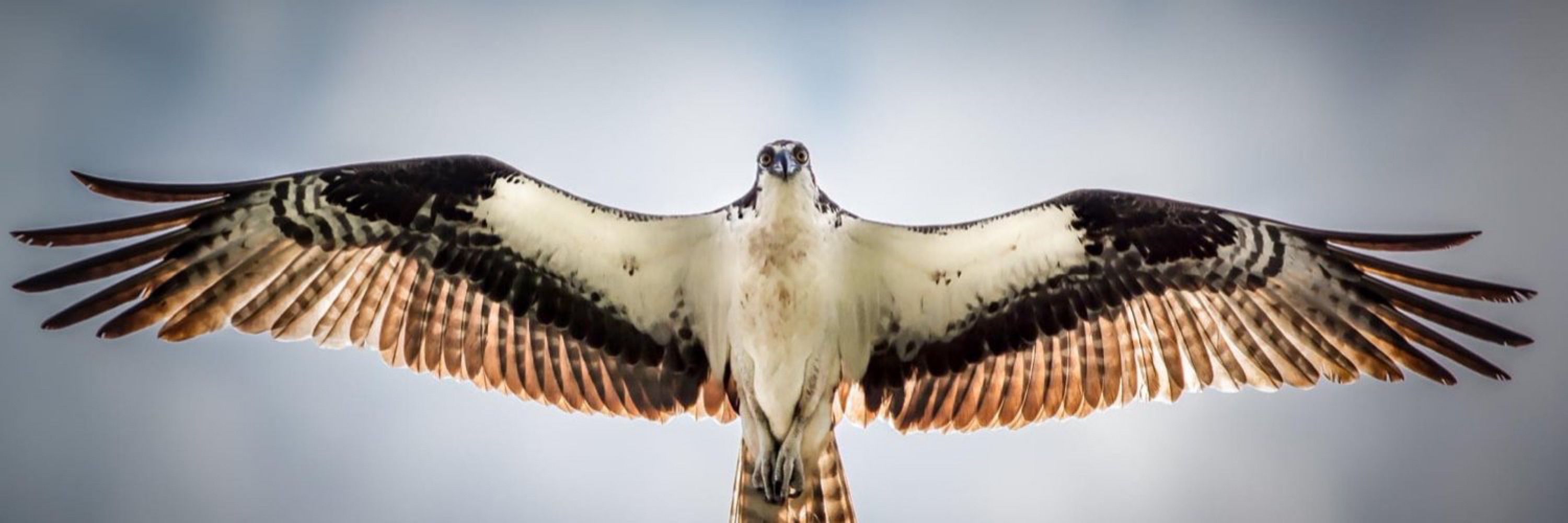 Ozawk