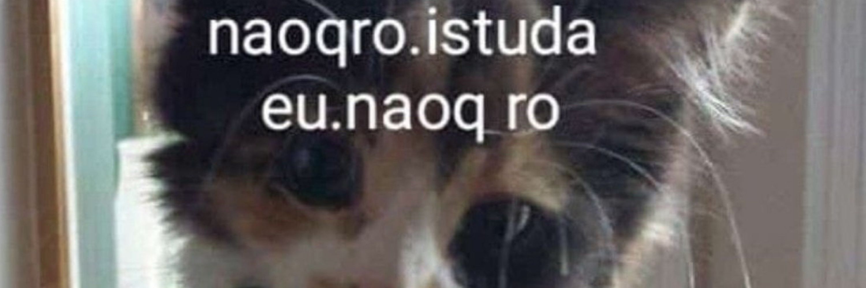 lelo