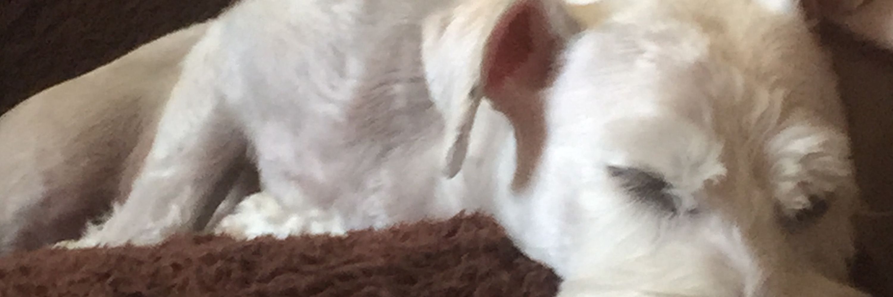 ゆづき