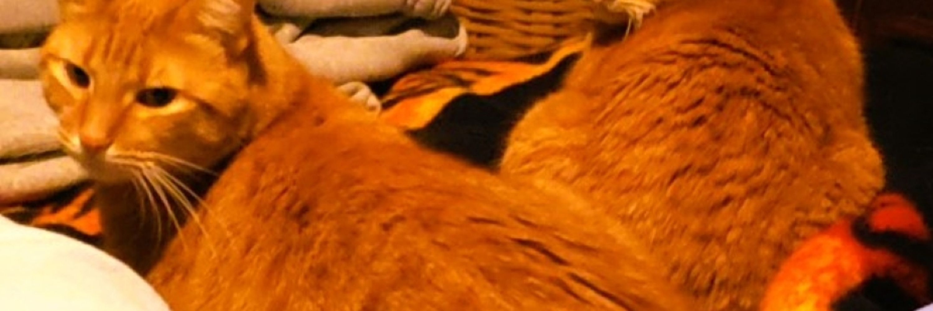 myansara1