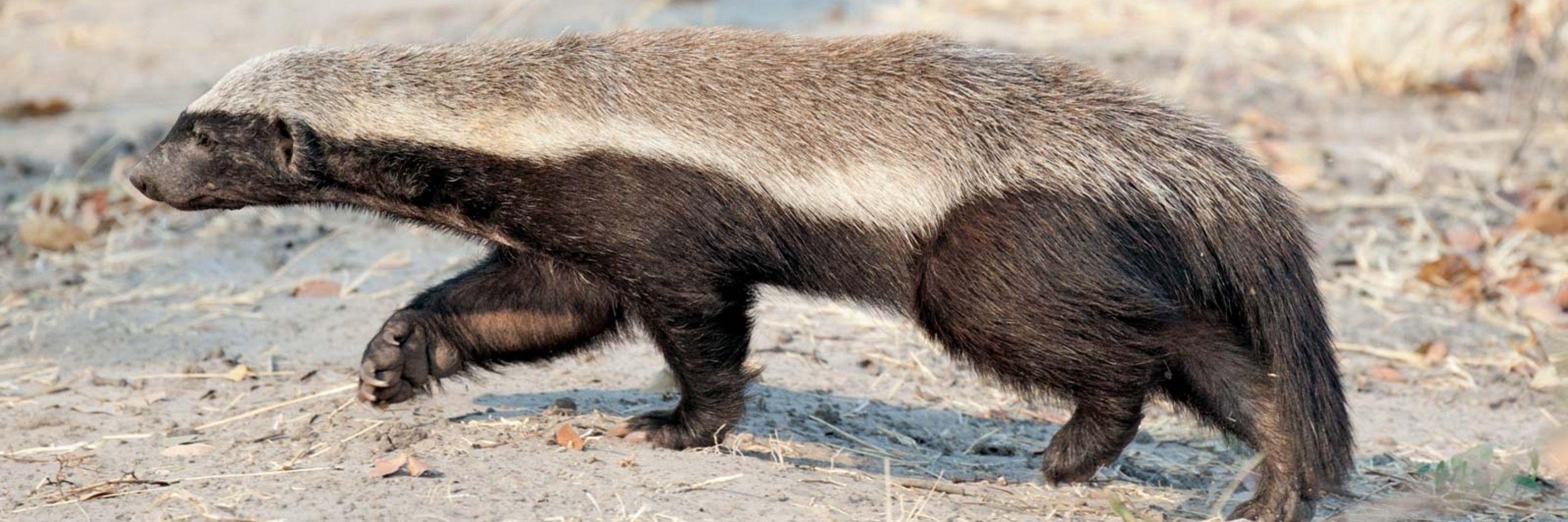 Honey Badger