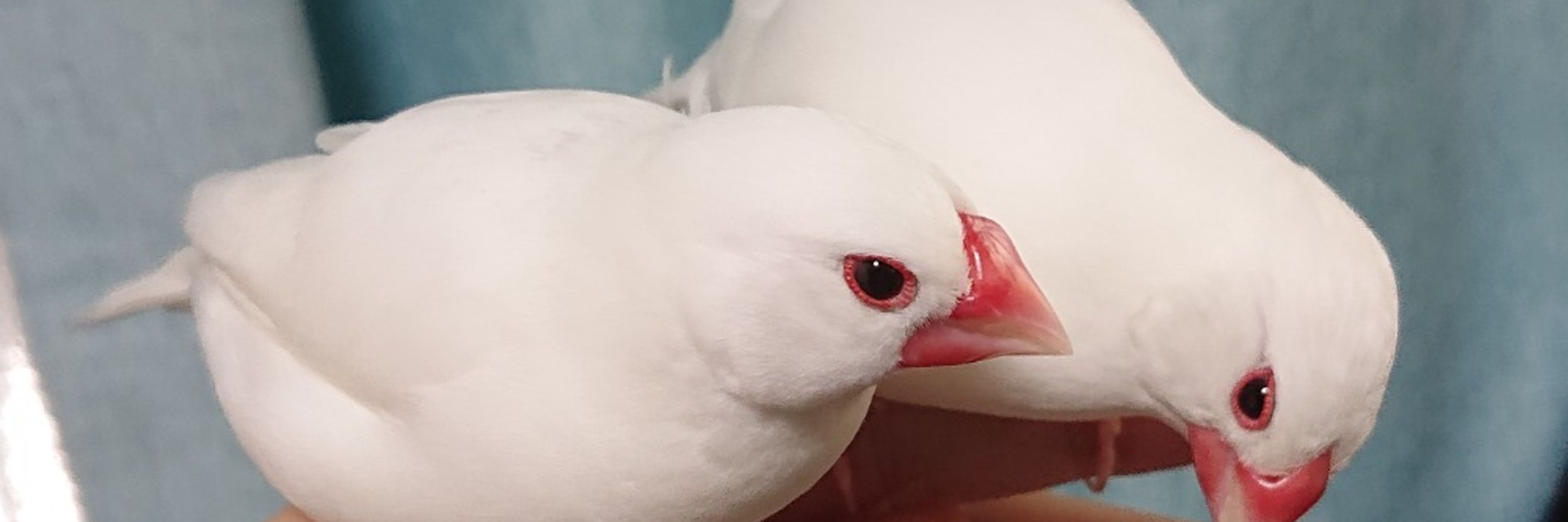 むや