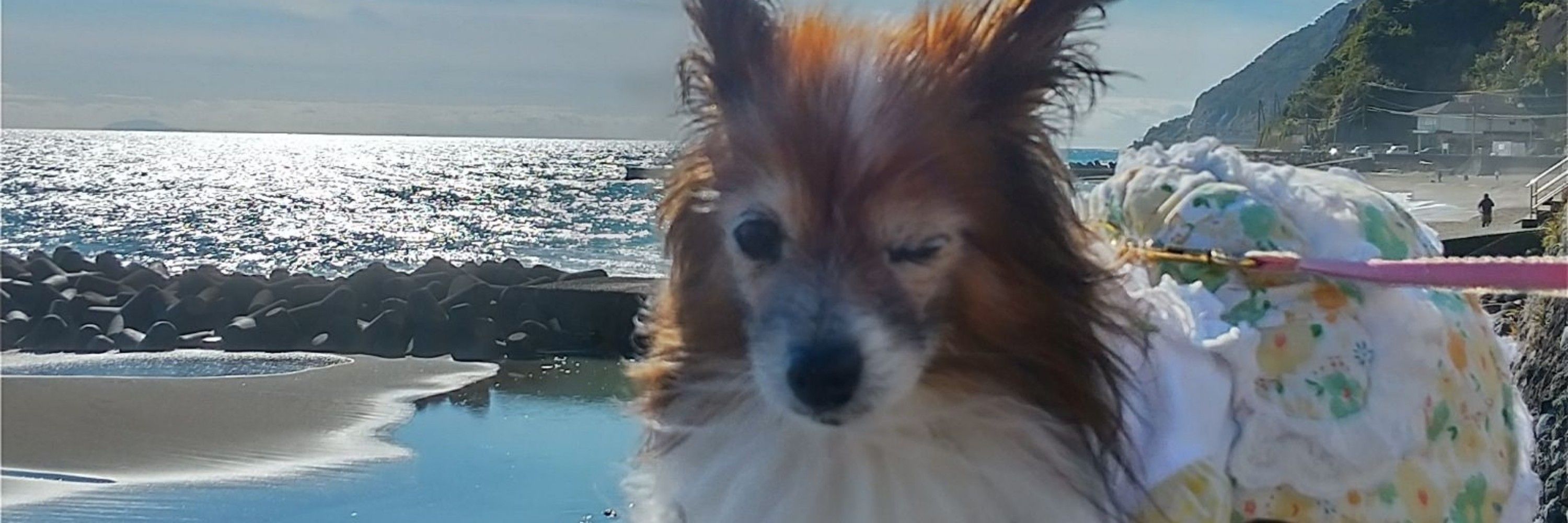 犬野
