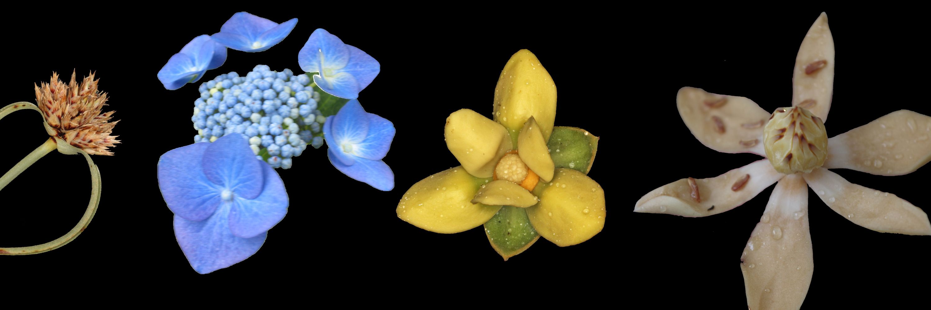 Ghent University, Systematic and Evolutionary Botany lab