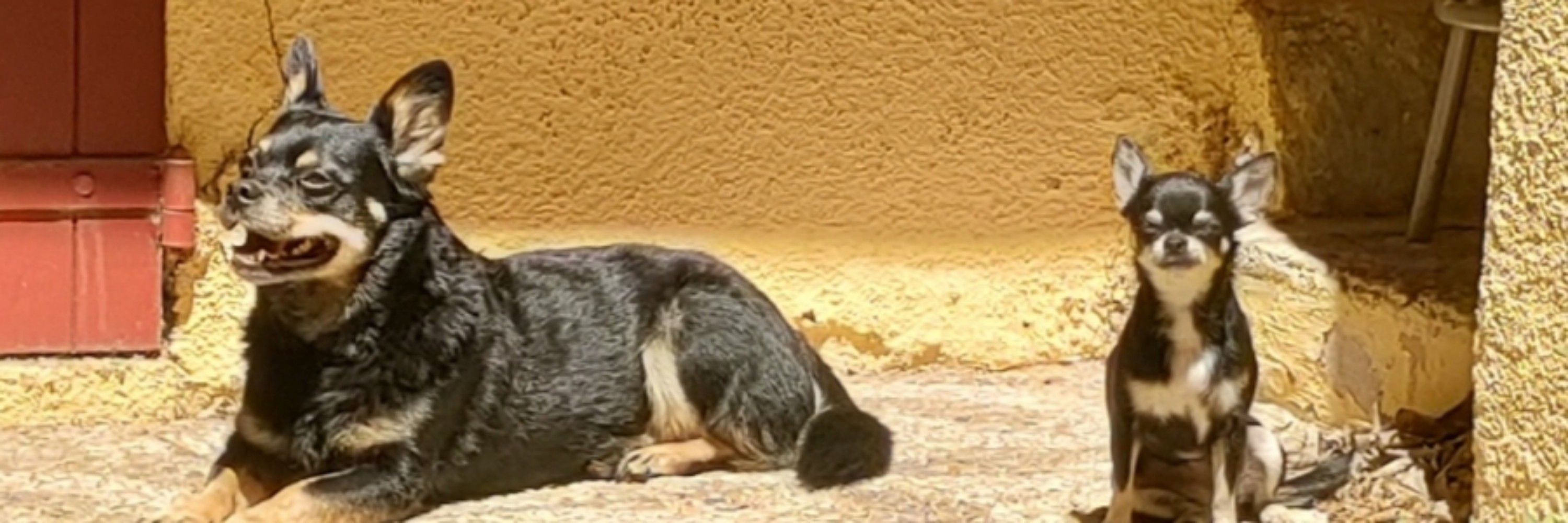 Orso | Dreolín 