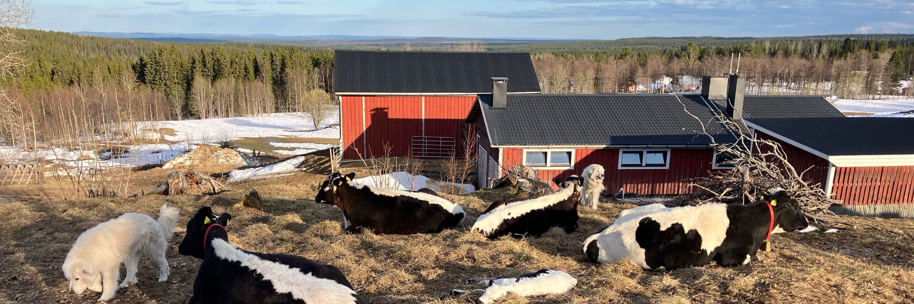 Mårten Säflund 