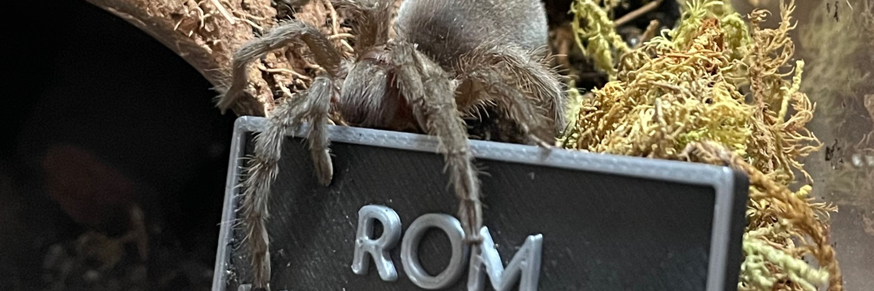 Tarantula Lou