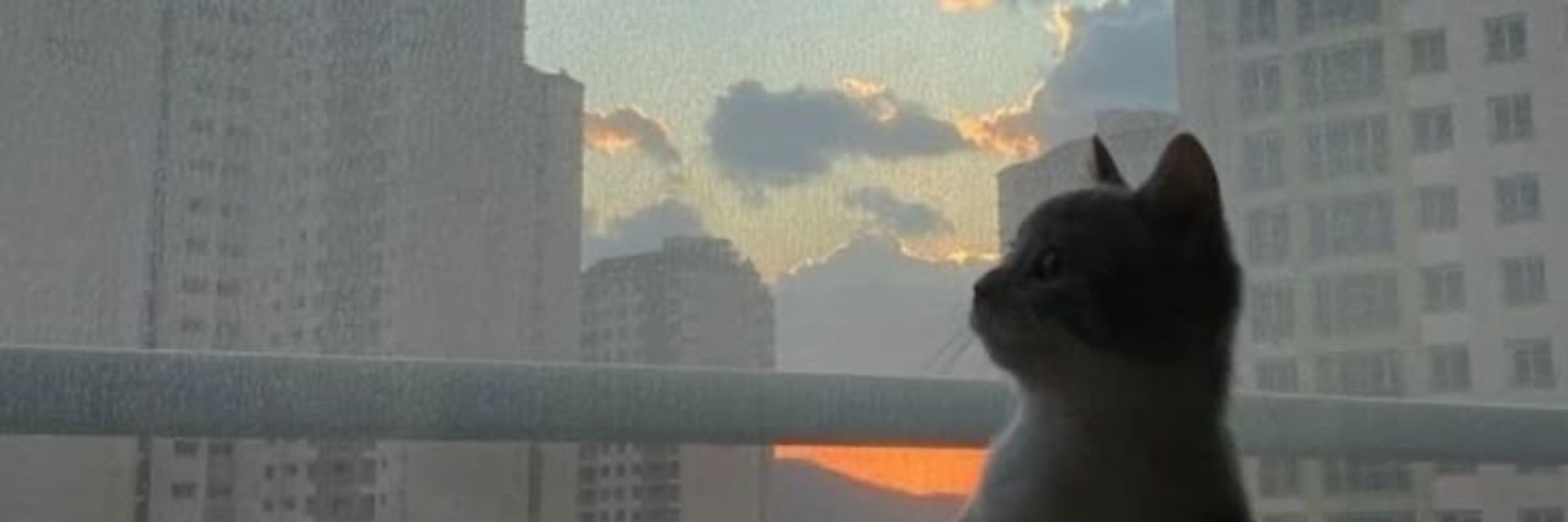 meowpupupu