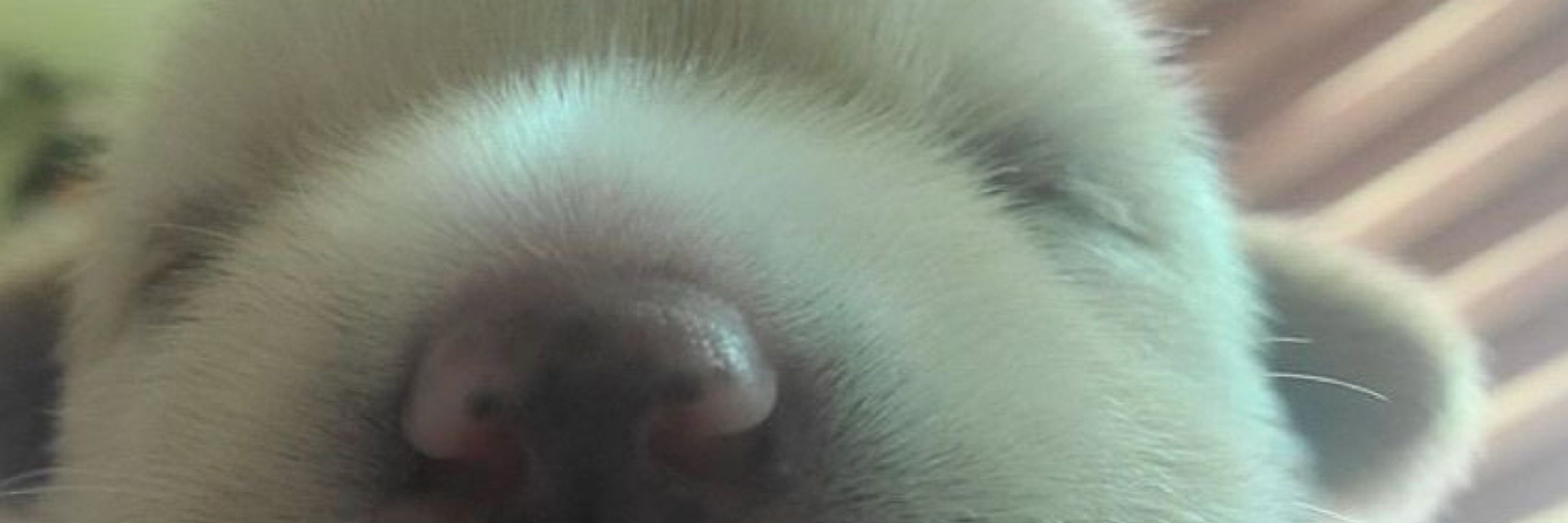 토모