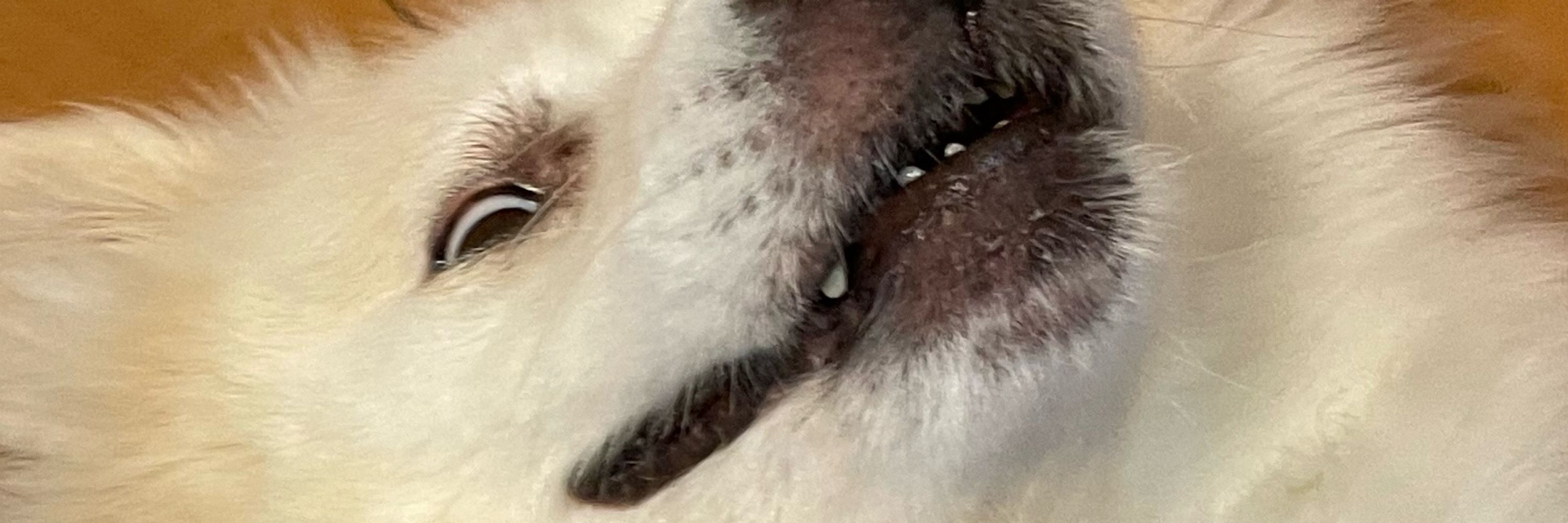 さ