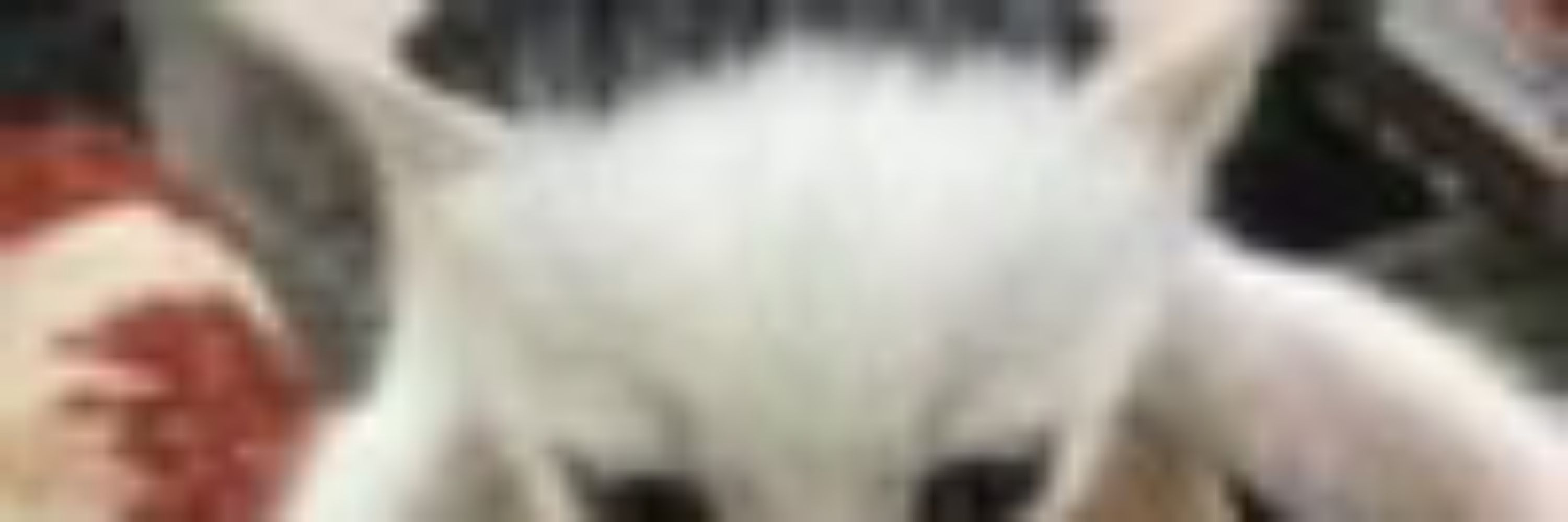 As3