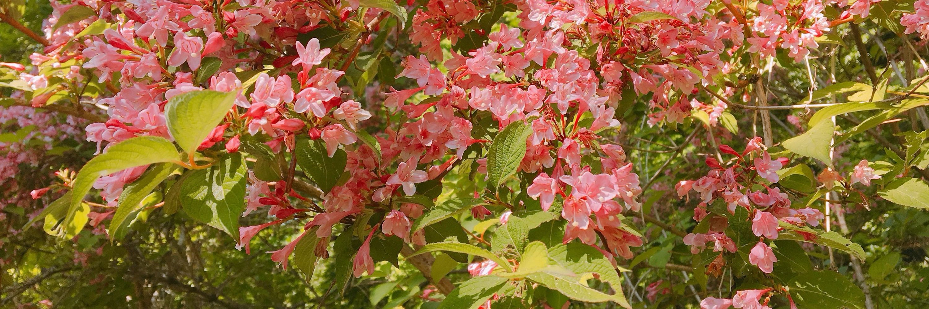 花沢ラブ
