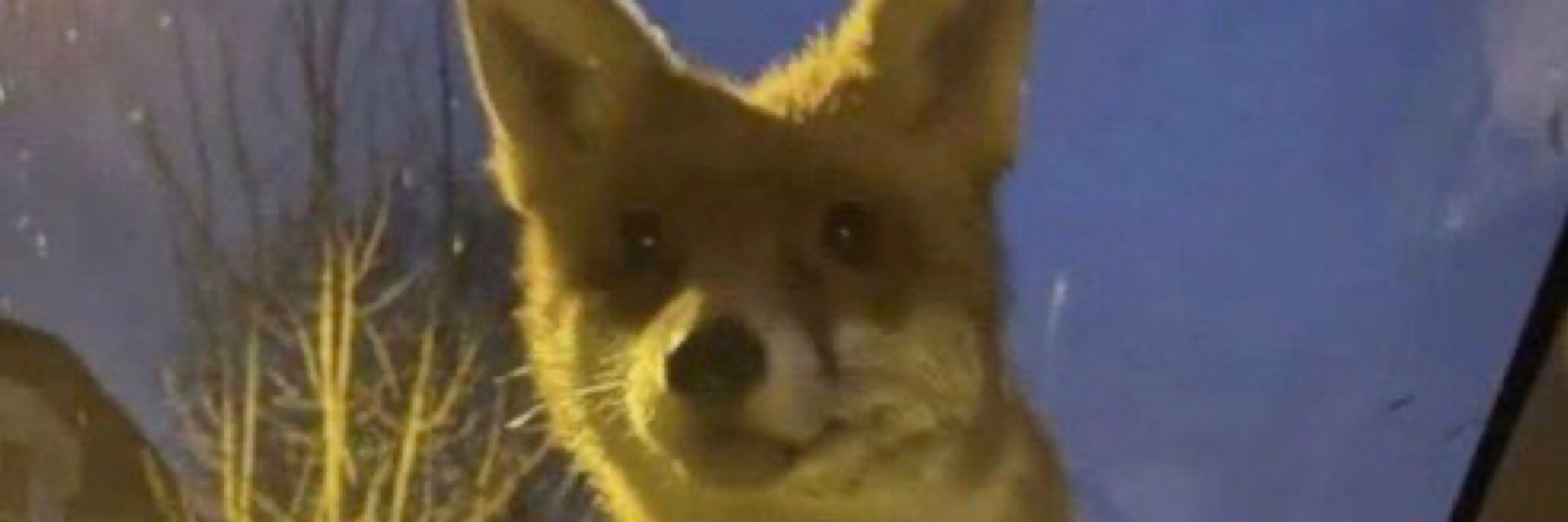davefoxxo