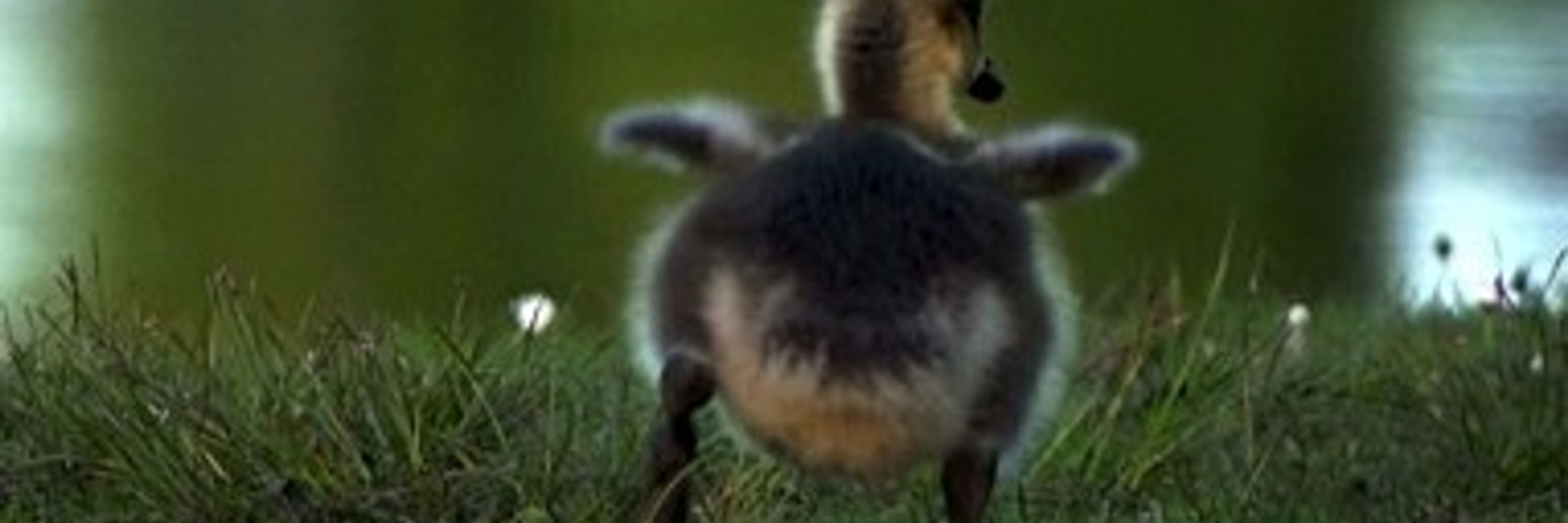 GoosesTile