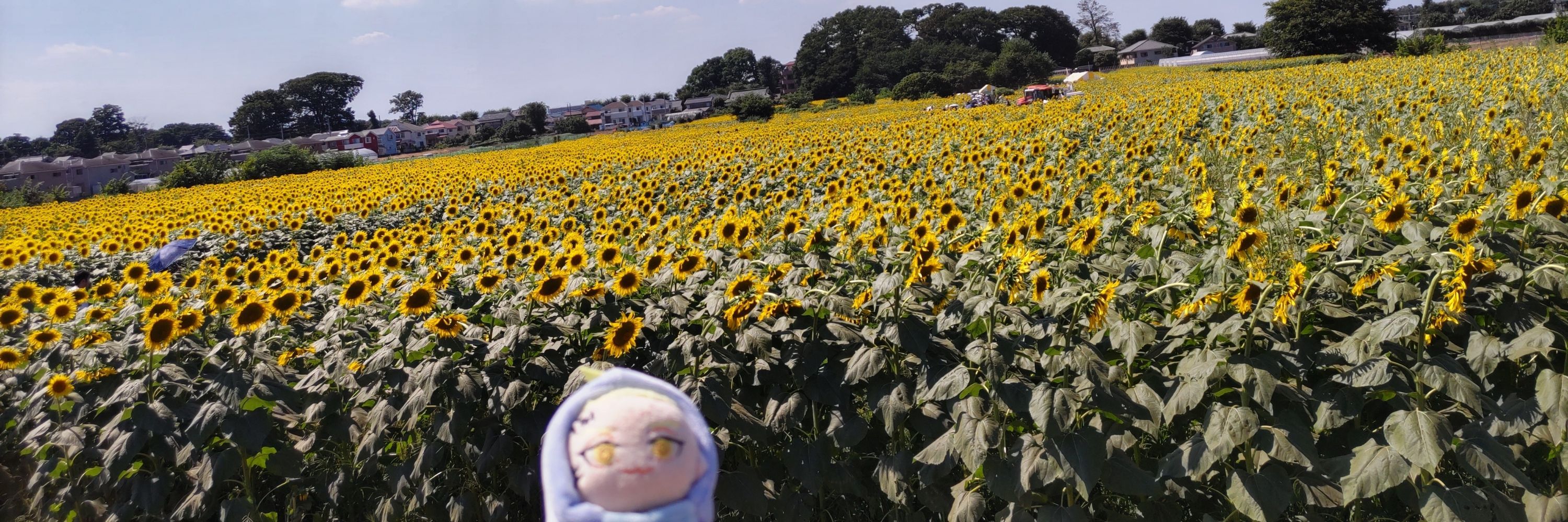 ワカメ