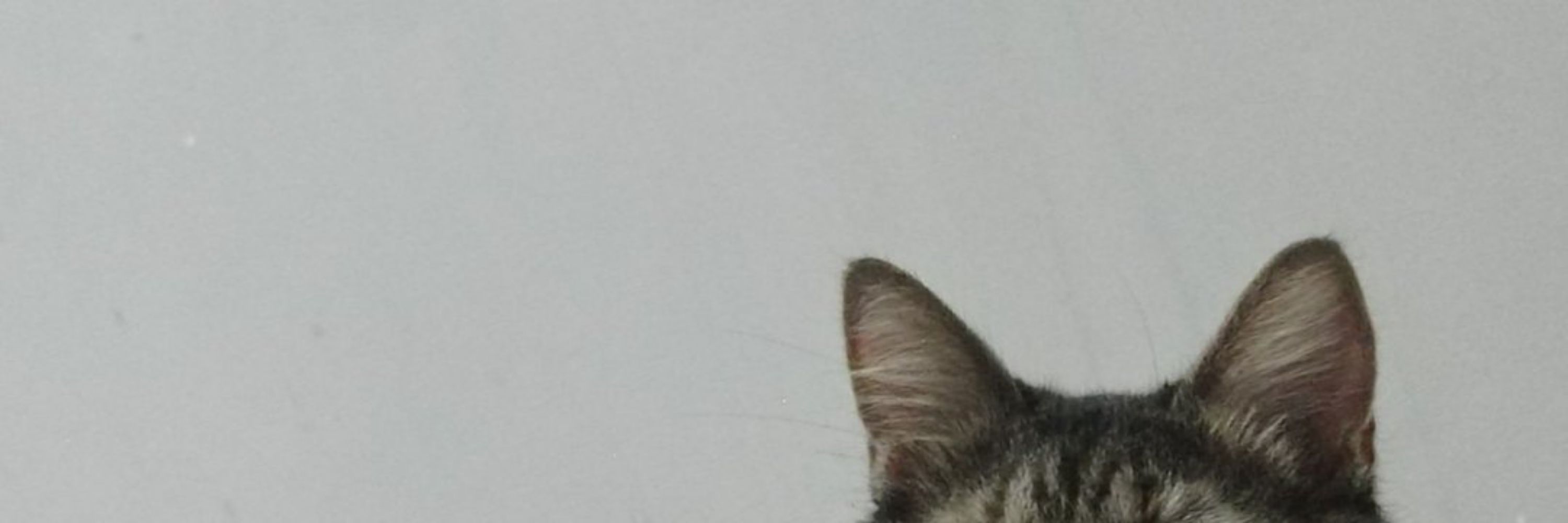Annymal