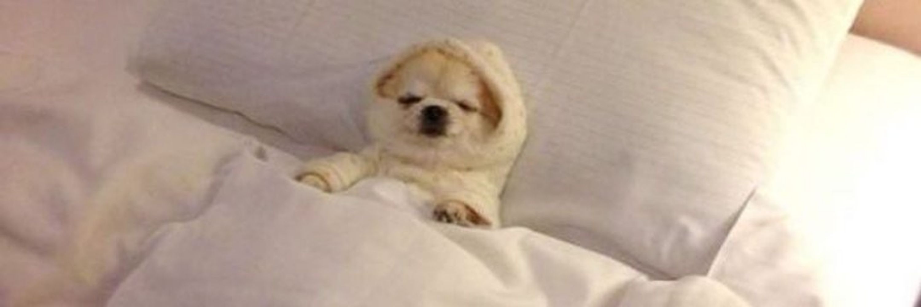 개빡힝