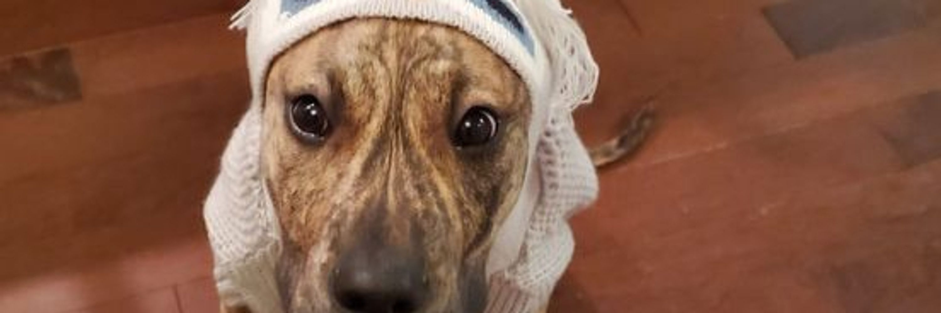 a dog called Lizzy
