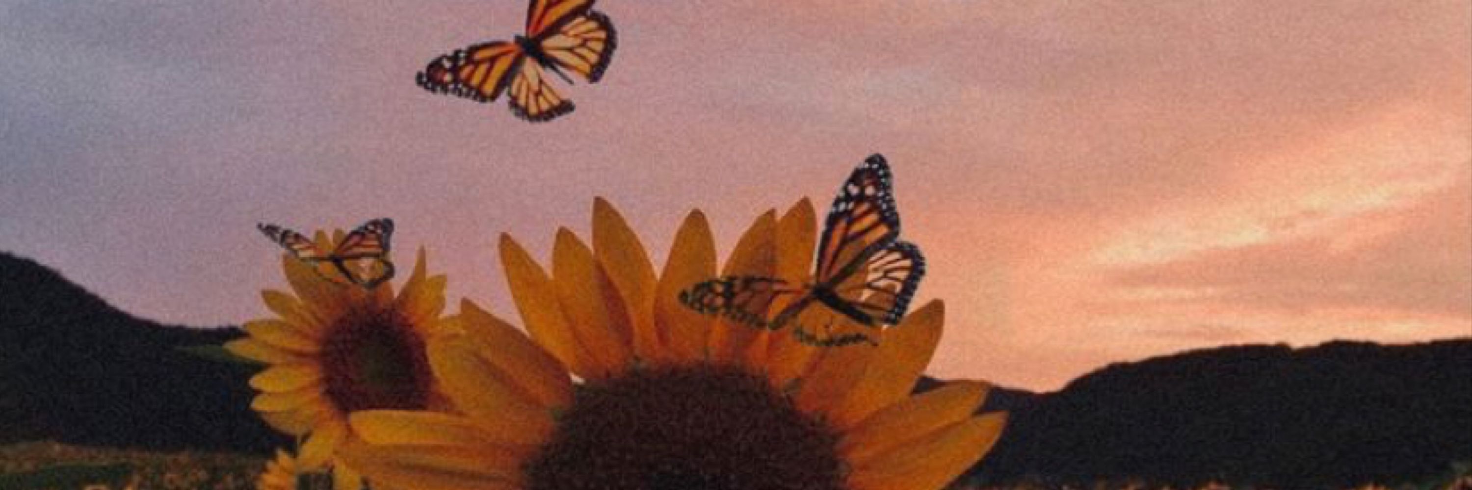 🦋Sabrina 