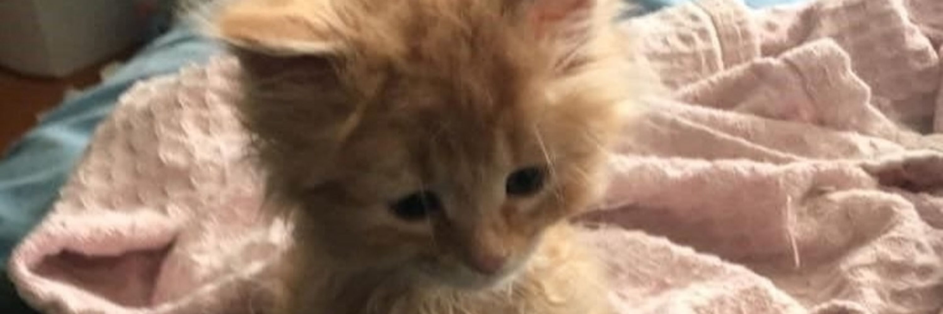 ニャニャーが好き！！