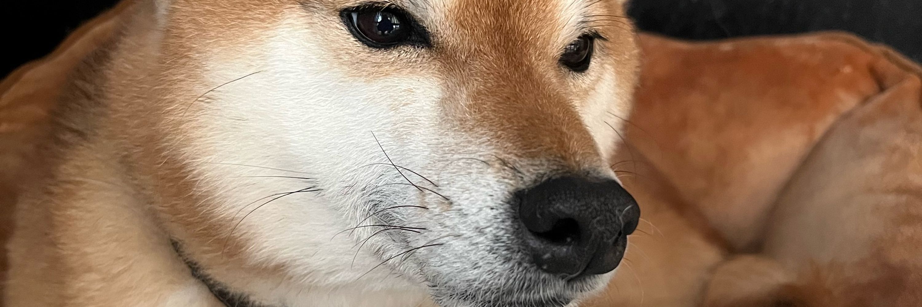 ゆゆゅ