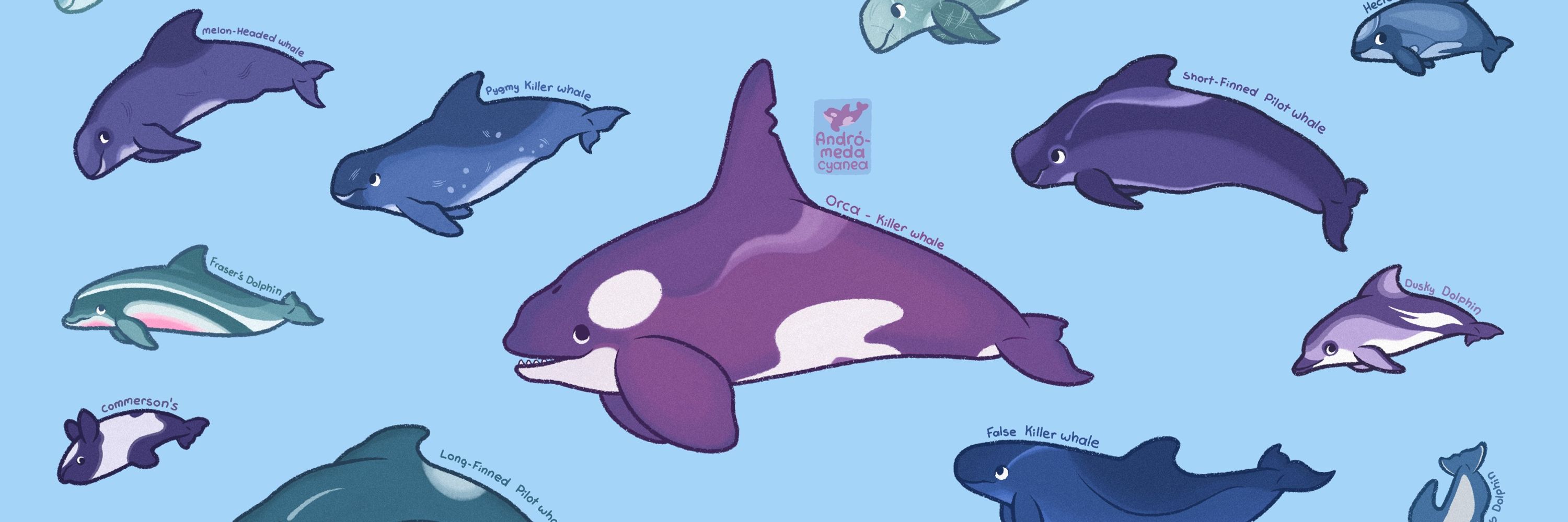 Andromeda Cyanea 🐬