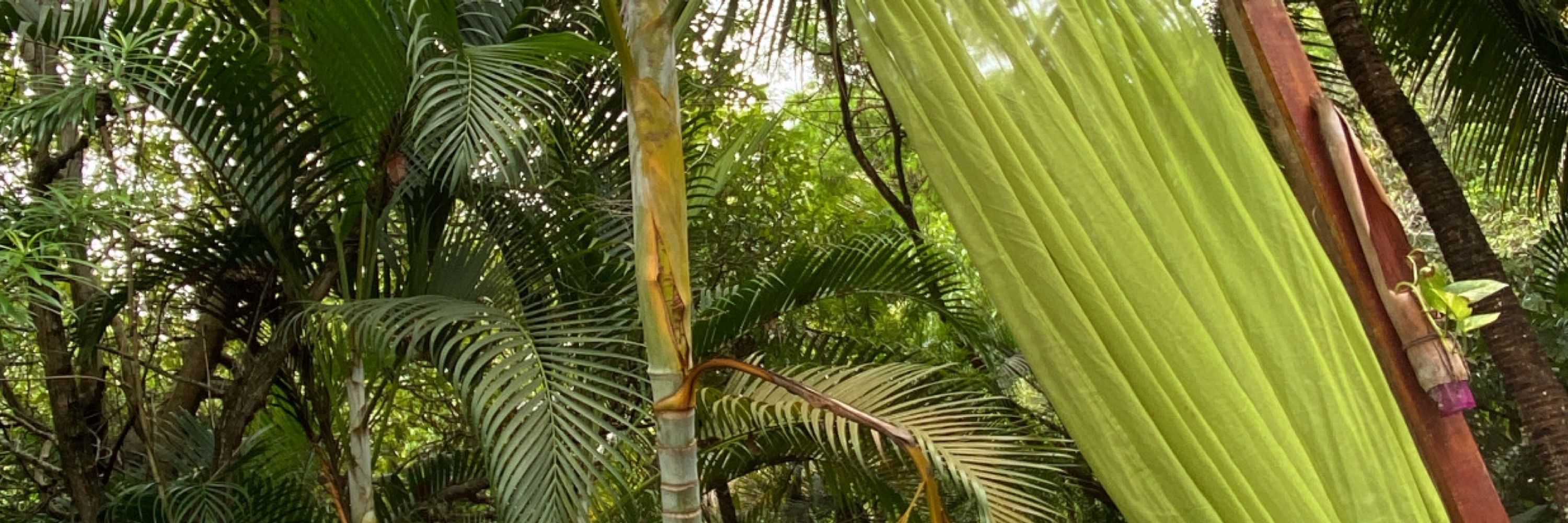 a planta 