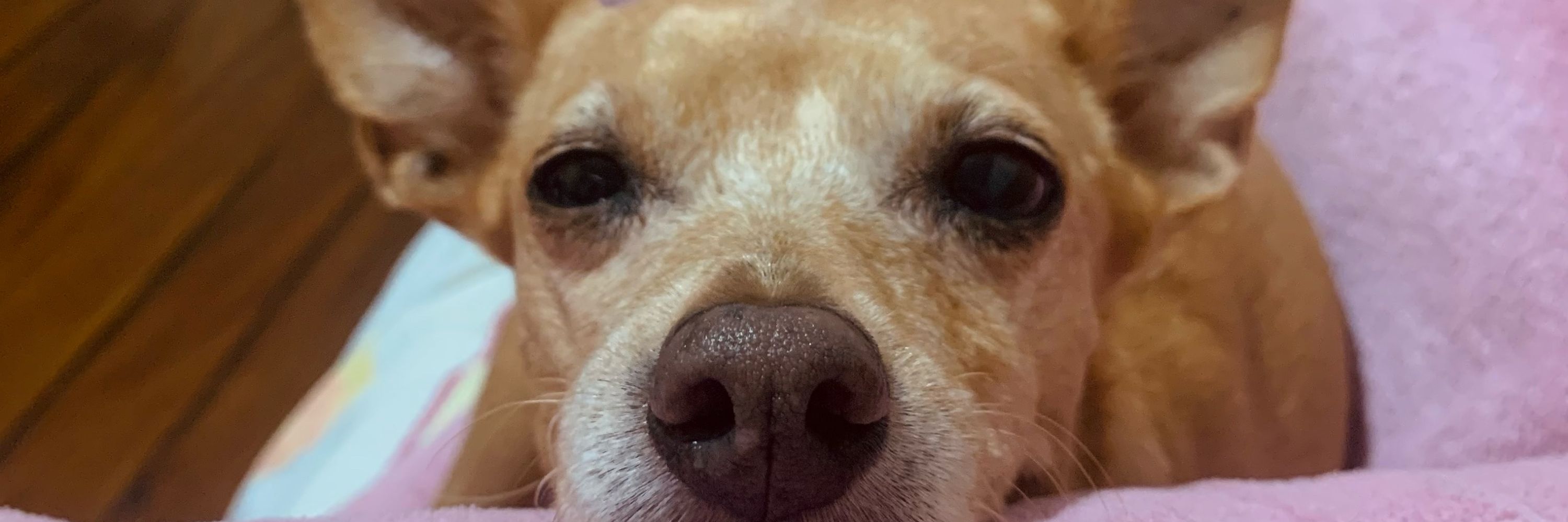 lulu