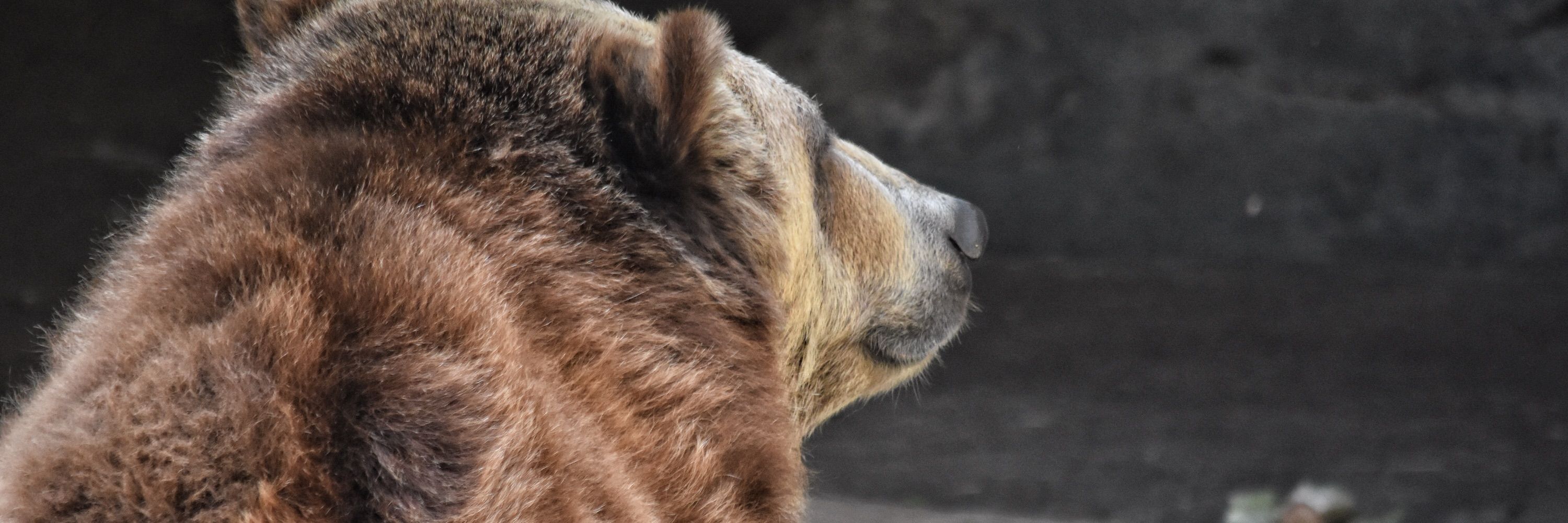 2025: A PupBear Discovery 🔭🔍