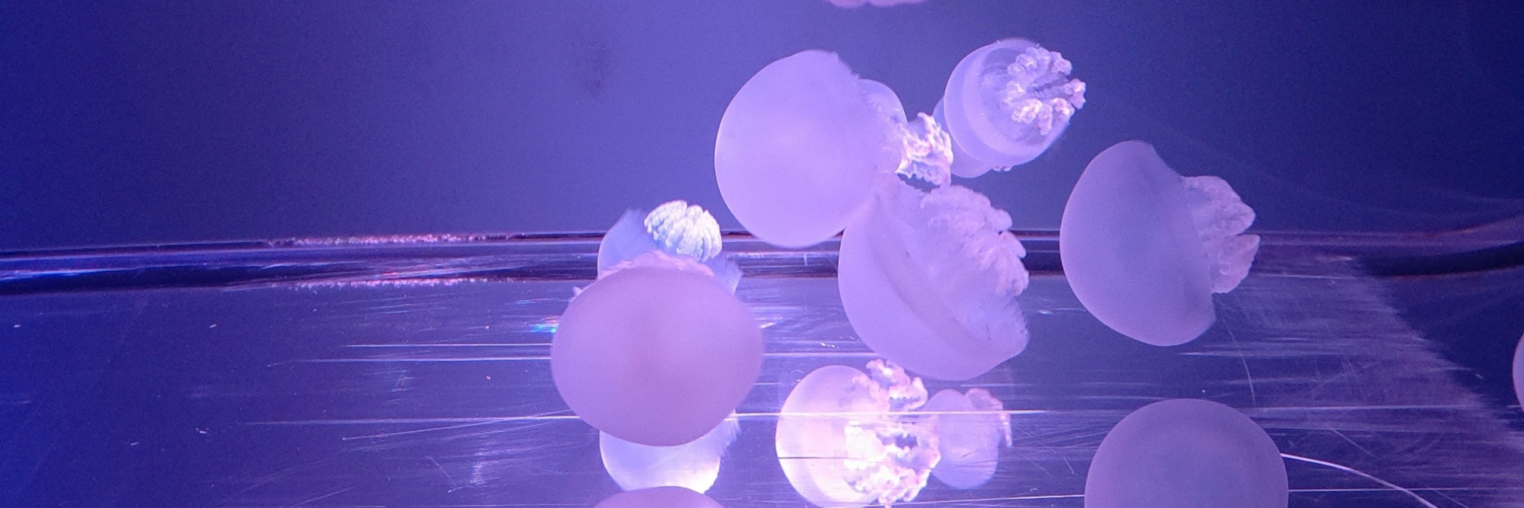 朋臣