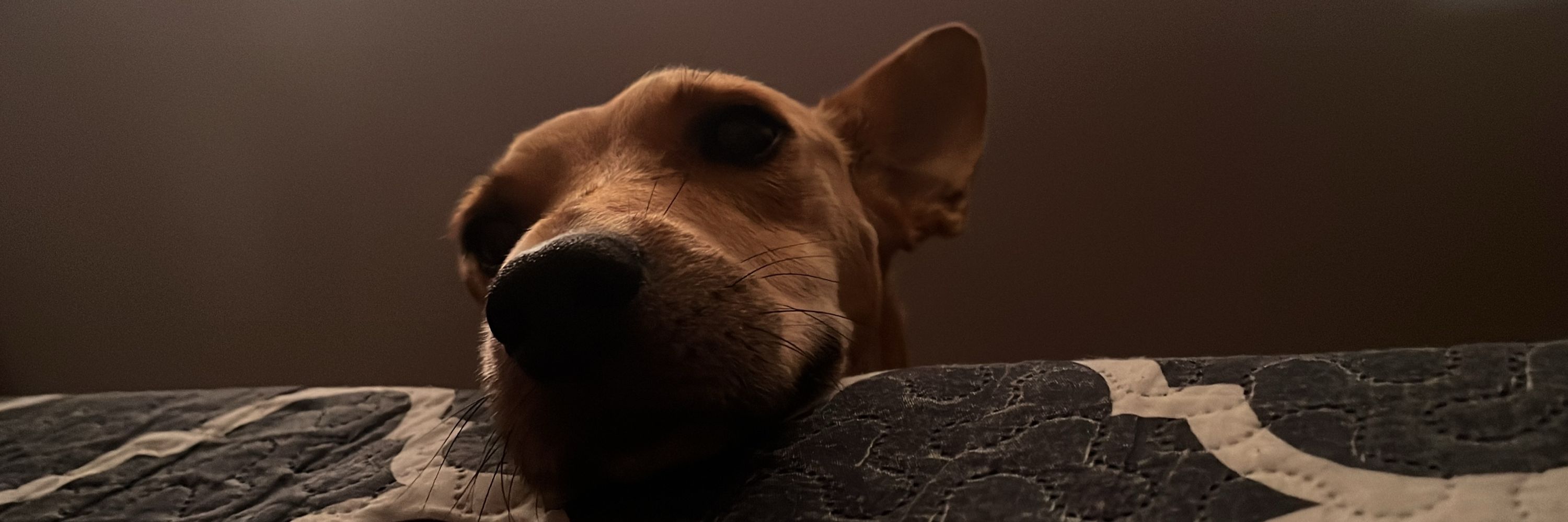 Leticinha