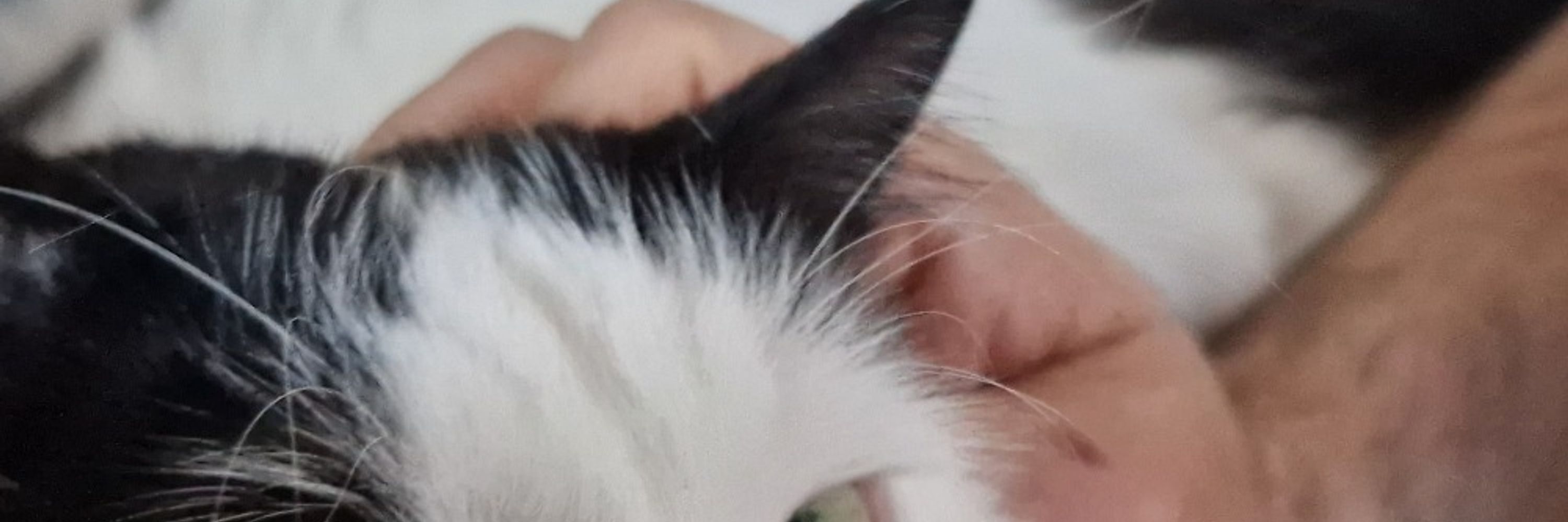 Nyarko le Chat